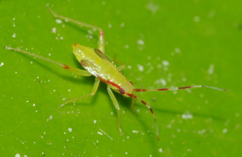 Miridae: Campyloneura virgula (ninfa)